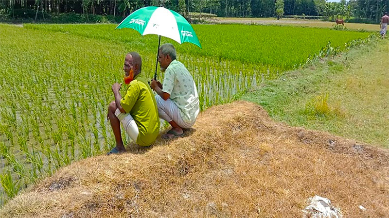 মতামত || ইউনূস এবং তার মহাজনেরা যেভাবে তিন ধাপে দেশের কৃষি খাত ধ্বংস করে দিয়েছে