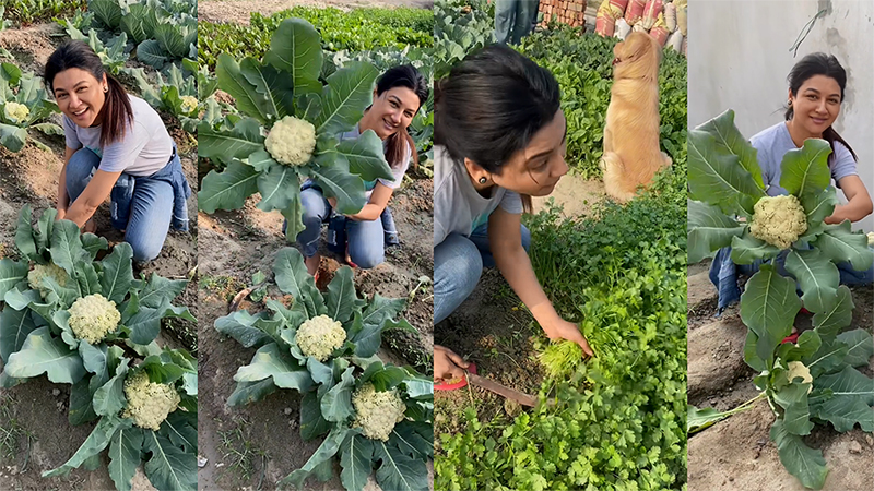 শীতকালীন সবজি চাষে জয়ার বাজিমাত