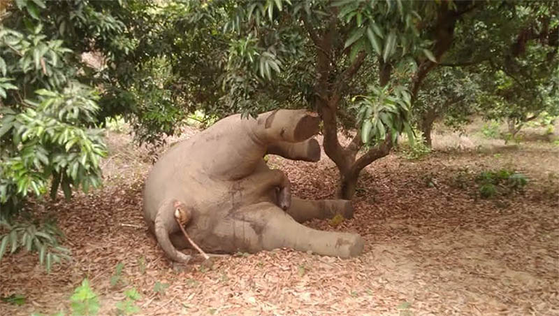 বাঁশখালীর সংরক্ষিত বনে বন্য হাতি শিকার, দাঁত-নখ নিয়ে গেছে শিকারিরা