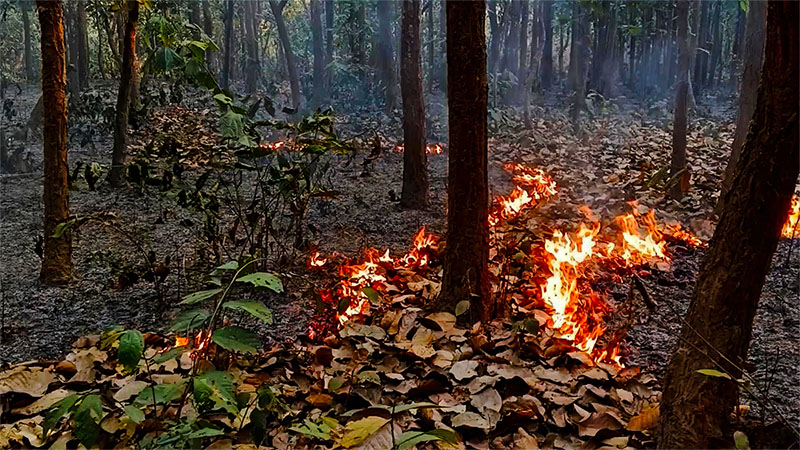 গারো পাহাড়ে দুর্বৃত্তদের পরিকল্পিত আগুন, হুমকিতে বনের জীববৈচিত্র্য ও প্রাকৃতিক ভারসাম্য