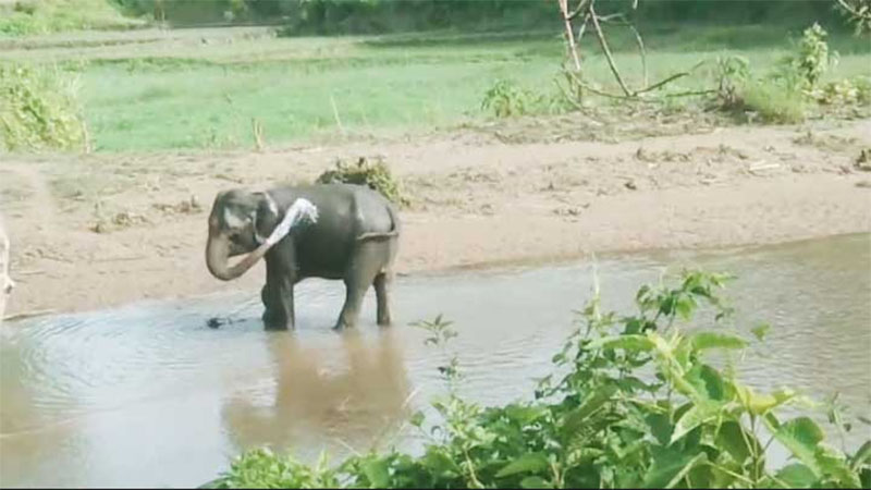 নাইক্ষ্যংছড়িতে আরাকান আর্মির স্থলমাইনে গোড়ালি উড়ে গেল বন্য হাতির