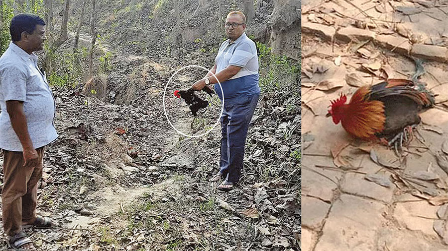 বনমোরগ উদ্ধারের পর বনে ‘দেশি মোরগ’ অবমুক্ত করলেন বন কর্মকর্তা, খেয়ে ফেলার অভিযোগ
