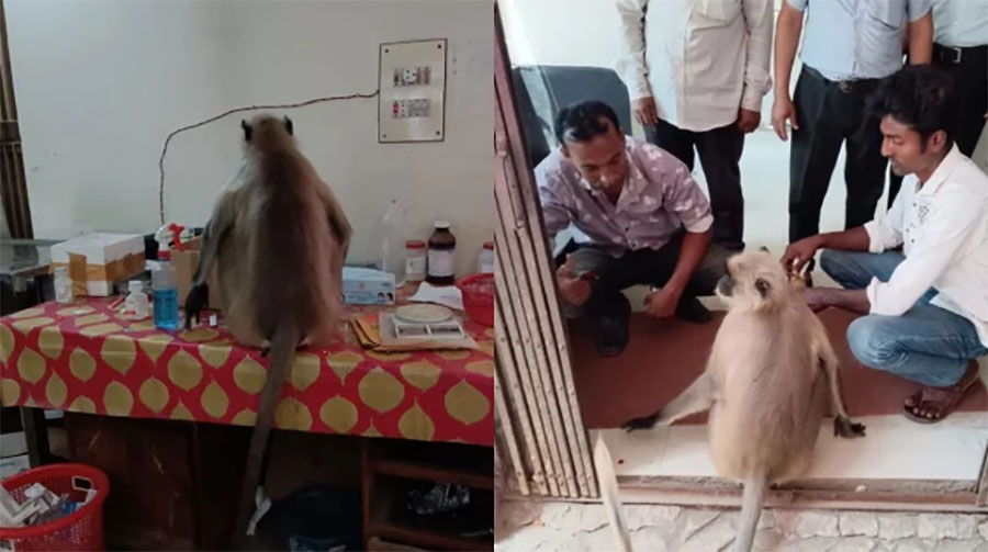 মানুষের হাতে আহত হনুমান প্রথমে থানায়, পরে চিকিৎসা নিতে হাসপাতালে হাজির!
