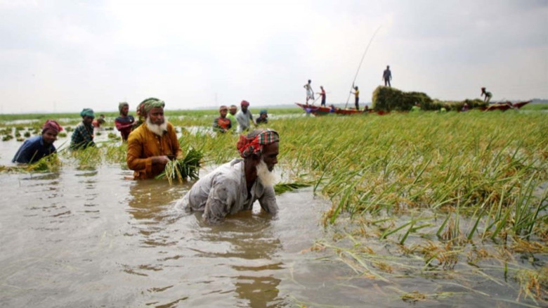 সুনামগঞ্জের হাওরে আকস্মিক বন্যায় ২০০ কোটি টাকার বোরো ধান নষ্ট, দিশেহারা কৃষক