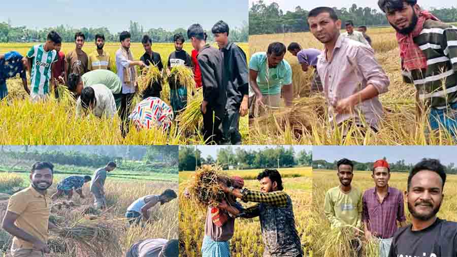 প্রতিকূলতার মাঝেও সাধারণ মানুষের পাশে চট্টগ্রাম ছাত্রলীগ: কৃষকের ধান কেটে ঘরে তুলে দিলেন নেতাকর্মীরা