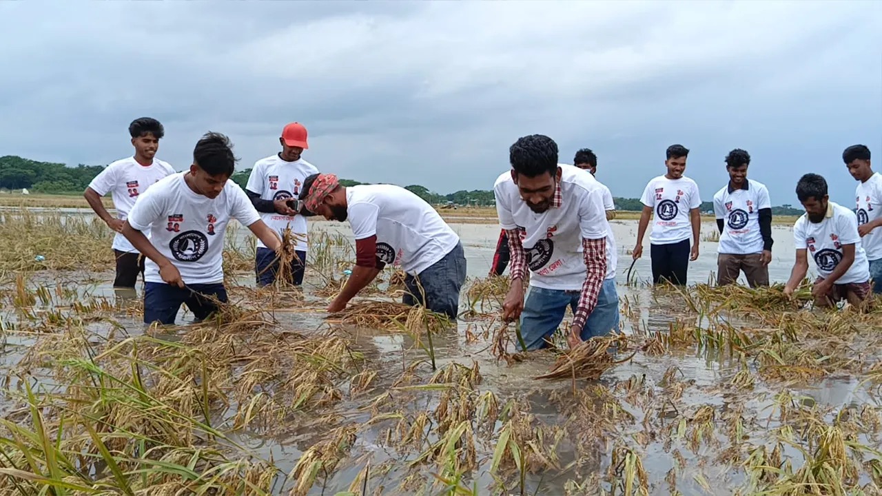 হাওরে ডুবে যাওয়া ধান কাটছেন ছাত্রলীগের নেতাকর্মীরা, সাধারণ মানুষের প্রশংসায় ভাসছে সংগঠন