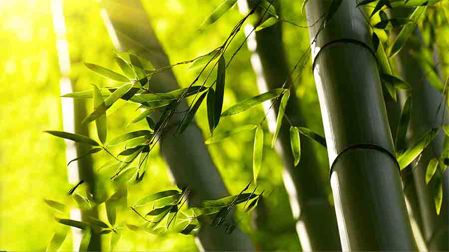 আজ পালিত হচ্ছে বিশ্ব বাঁশ দিবস