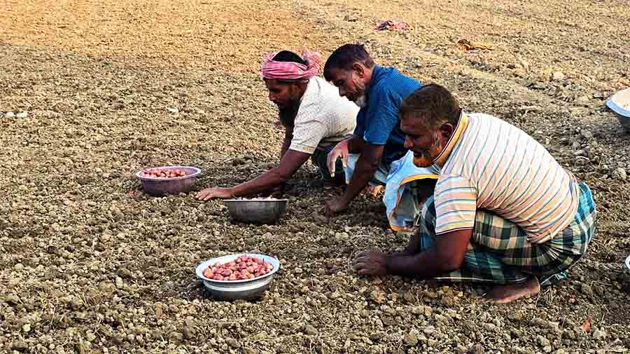 কৃষকদের হাহাকার: ১,০৫০ টাকার ডিএপি সার ১৮শ’তেও মিলছে না, পেঁয়াজের আবাদ হুমকিতে